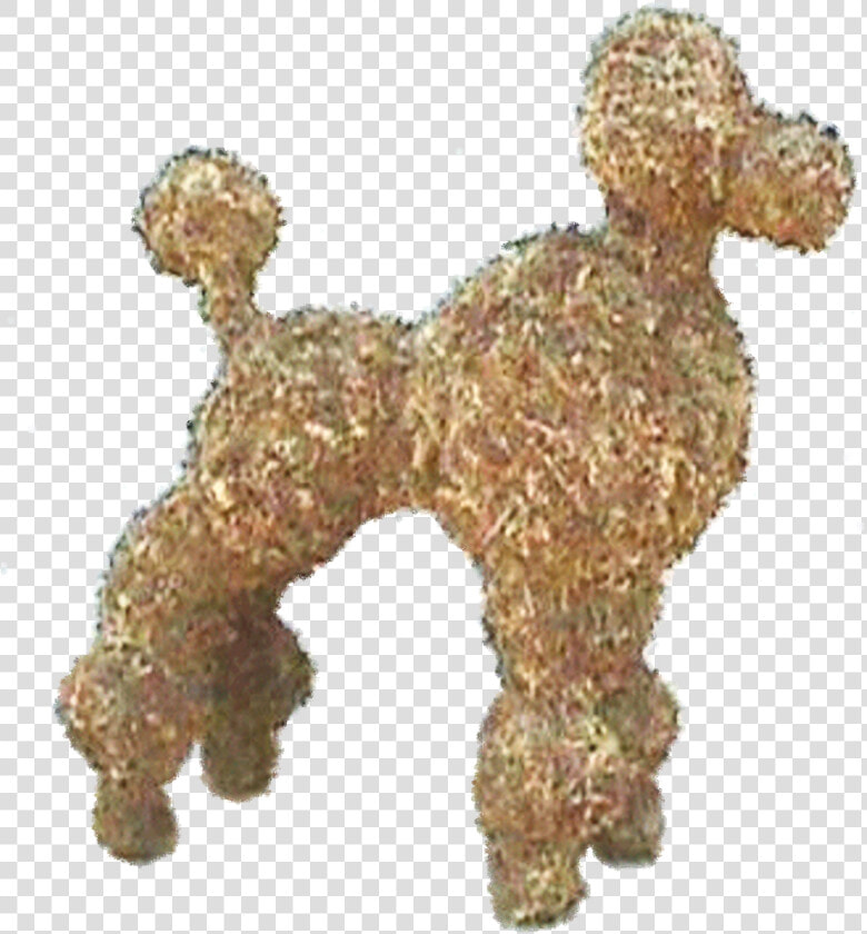 Toy Poodle   Png Download   Standard Poodle  Transparent PngTransparent PNG