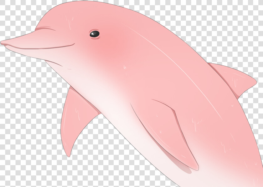 Sadie Wiki   Wholphin  HD Png DownloadTransparent PNG