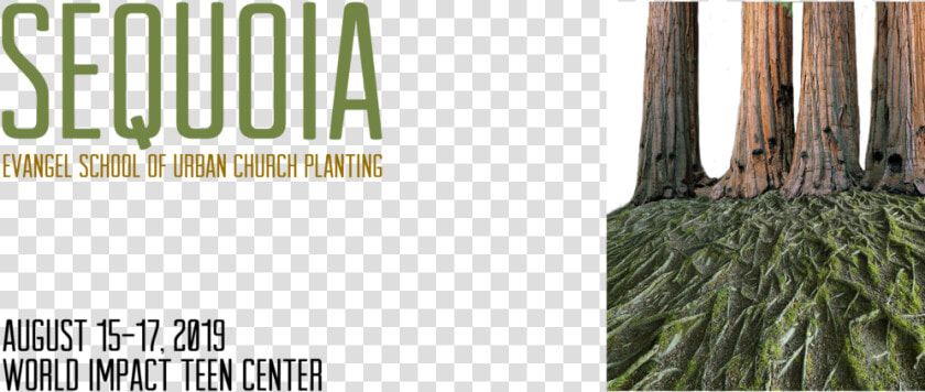 Sequoia Evangel Cps Web Header  HD Png DownloadTransparent PNG