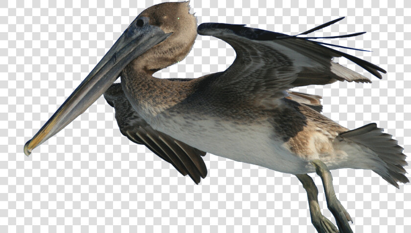 Brown Pelican Bird Fishing Wiki   Brown Pelican Png  Transparent PngTransparent PNG