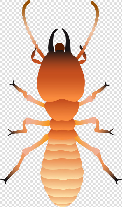 Weevil  HD Png DownloadTransparent PNG