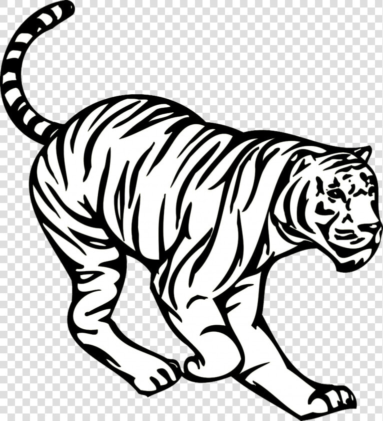 Crouching Tiger Image   Tiger  HD Png DownloadTransparent PNG