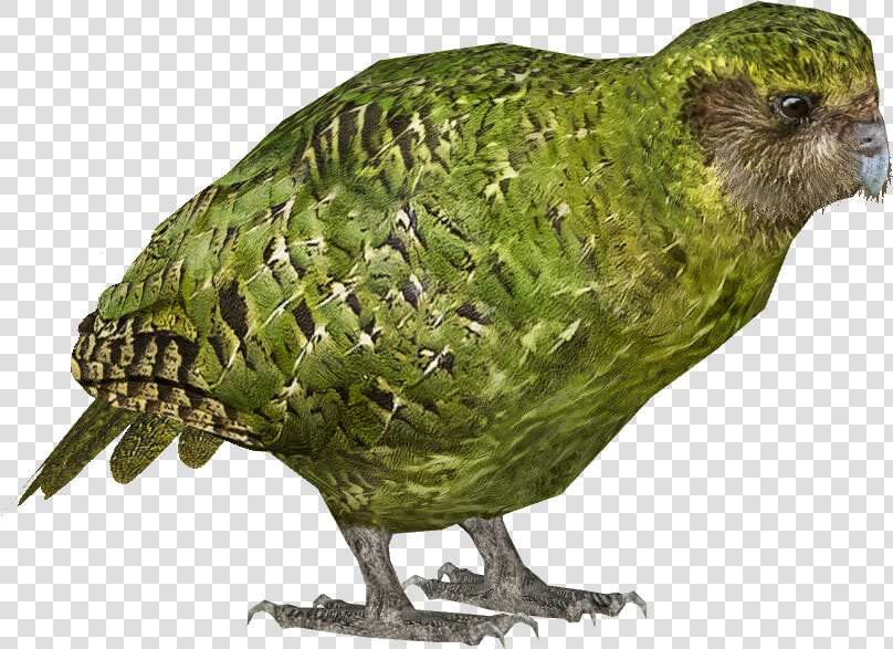 List Button   Kakapo Transparent  HD Png DownloadTransparent PNG