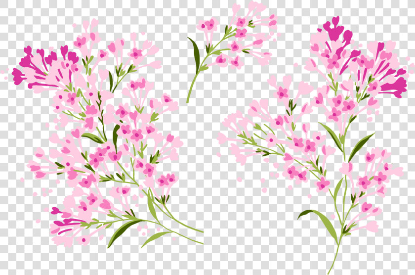 Lilac Png   Gilliflower  Transparent PngTransparent PNG