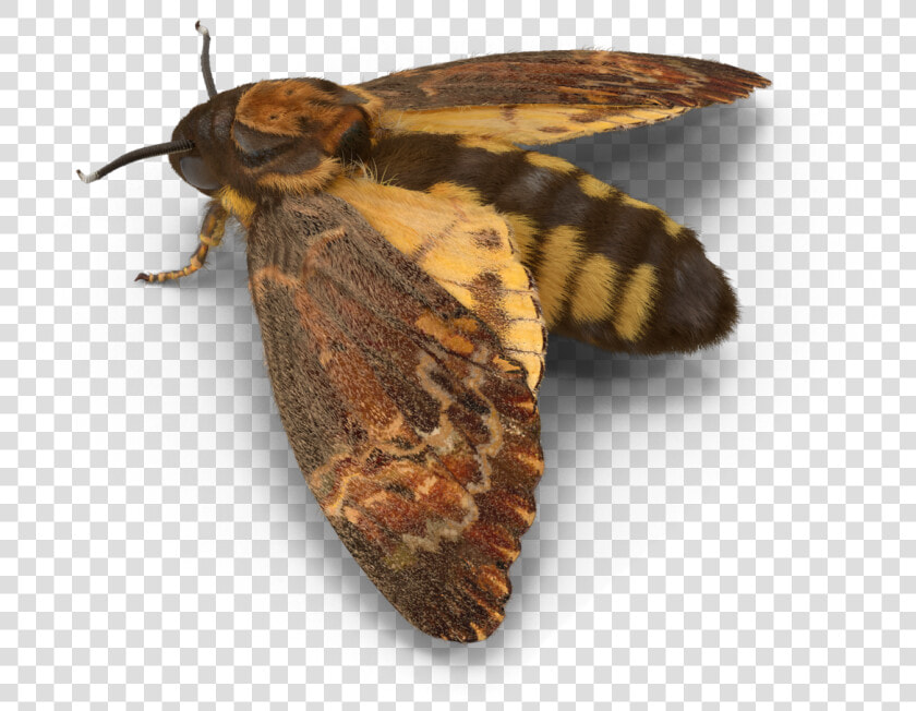  moth  interesting  freetoedit   Hofmannophila Pseudospretella  HD Png DownloadTransparent PNG