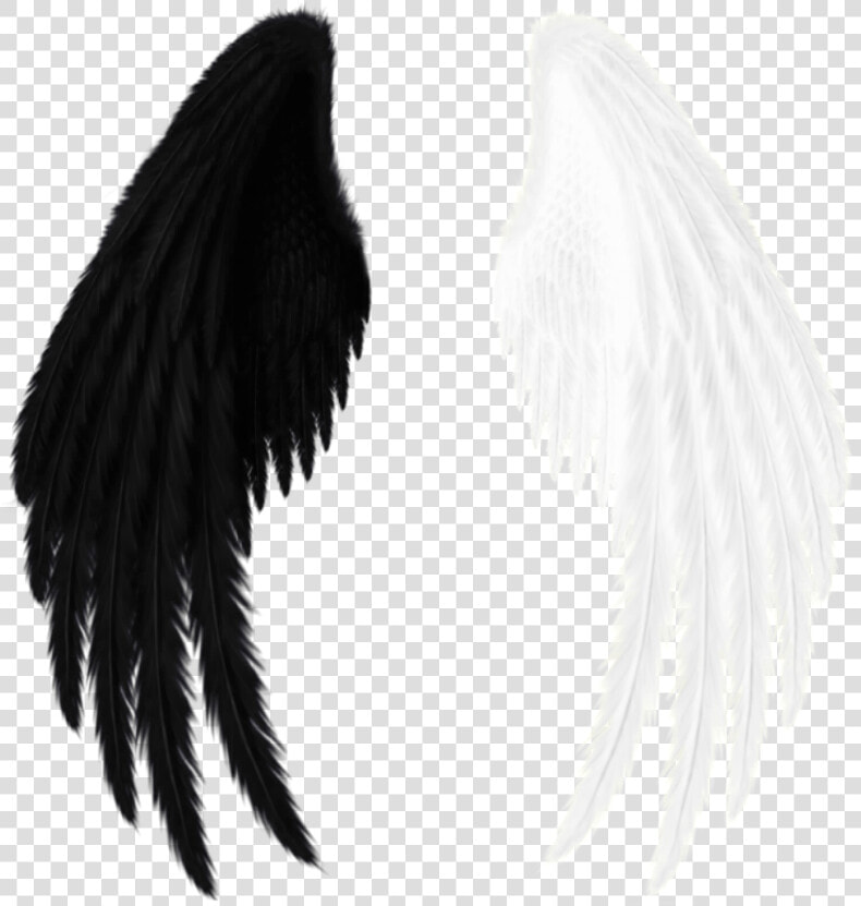  wings  black  white  black And White   Red Angel Wings Png  Transparent PngTransparent PNG