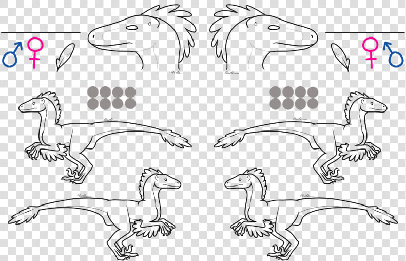 Raptor Lineart   Free To Use Raptor Base  HD Png DownloadTransparent PNG