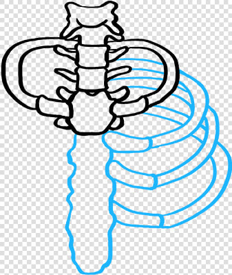 How To Draw Rib Cage   Easy Rib Cage Drawing  HD Png DownloadTransparent PNG