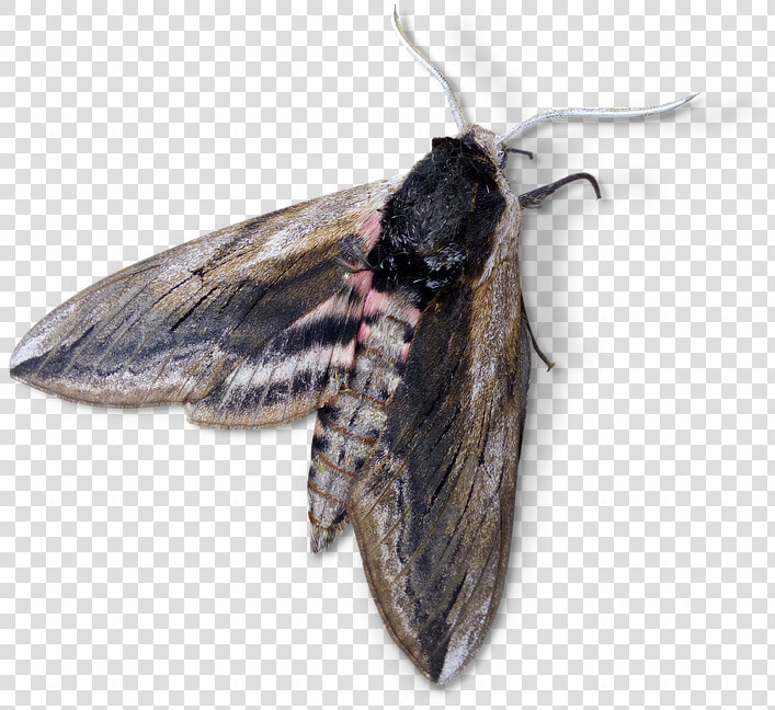 Moth  Night Butterfly  Agrius Convolvuli   Night Butterfly Png  Transparent PngTransparent PNG