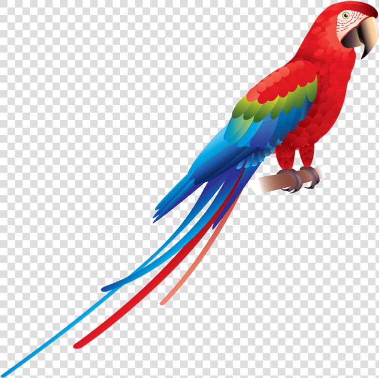 Transparent Parrot Png   Parrot Png  Png DownloadTransparent PNG