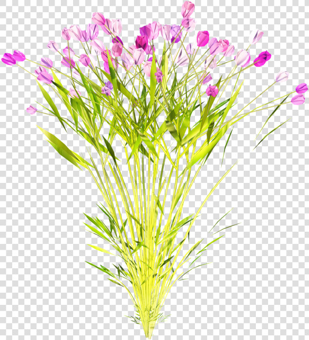 Dianthus  HD Png DownloadTransparent PNG