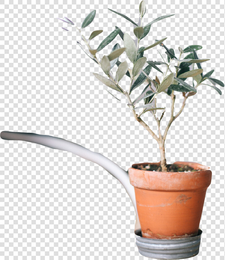 Houseplant  HD Png DownloadTransparent PNG