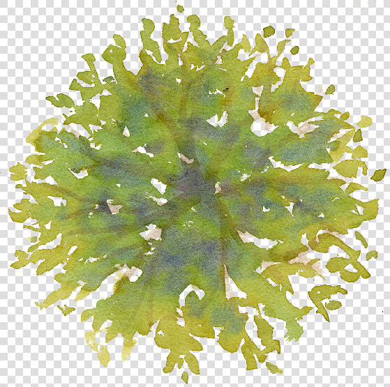 Photoshop Trees Plan Png   Tree In Plan Png  Transparent PngTransparent PNG