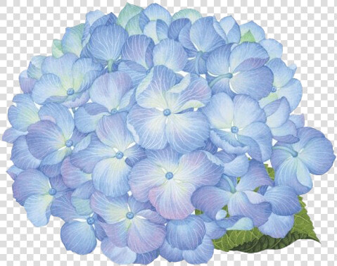 Hydrangea Png Picture   Hortensias Png  Transparent PngTransparent PNG