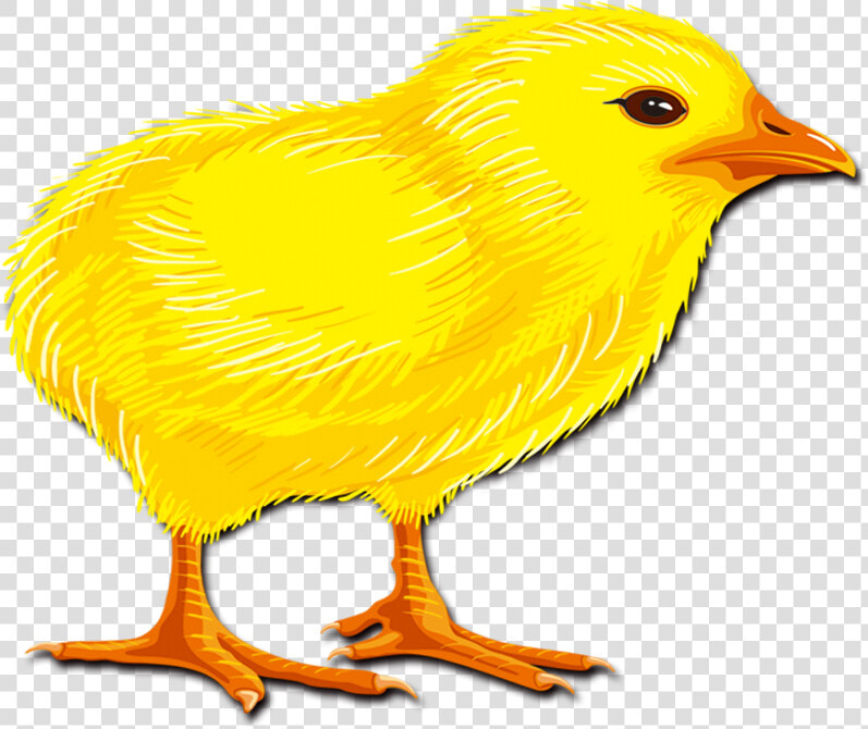 Hair Chicken Rooster Chick Transprent Png Free   Canary  Transparent PngTransparent PNG