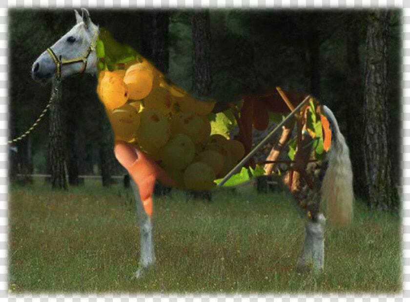 Wine And Cartujano Horse   Caballo Cartujano  HD Png DownloadTransparent PNG