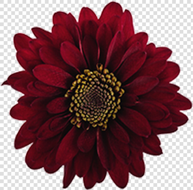 Click To Enlarge Image Burgundy Novelty Motown   Burgundy Flower Clip Art  HD Png DownloadTransparent PNG