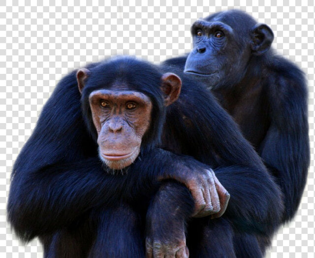 Chimpanzee Png Image   Free Chimpanzee  Transparent PngTransparent PNG