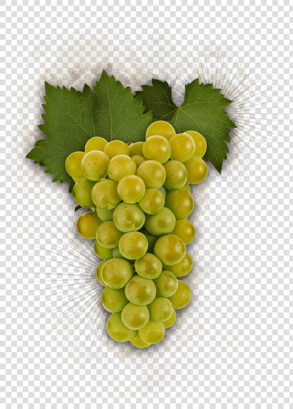 Chardonnay Grapes   Chardonnay Grapes Transparent Background  HD Png DownloadTransparent PNG