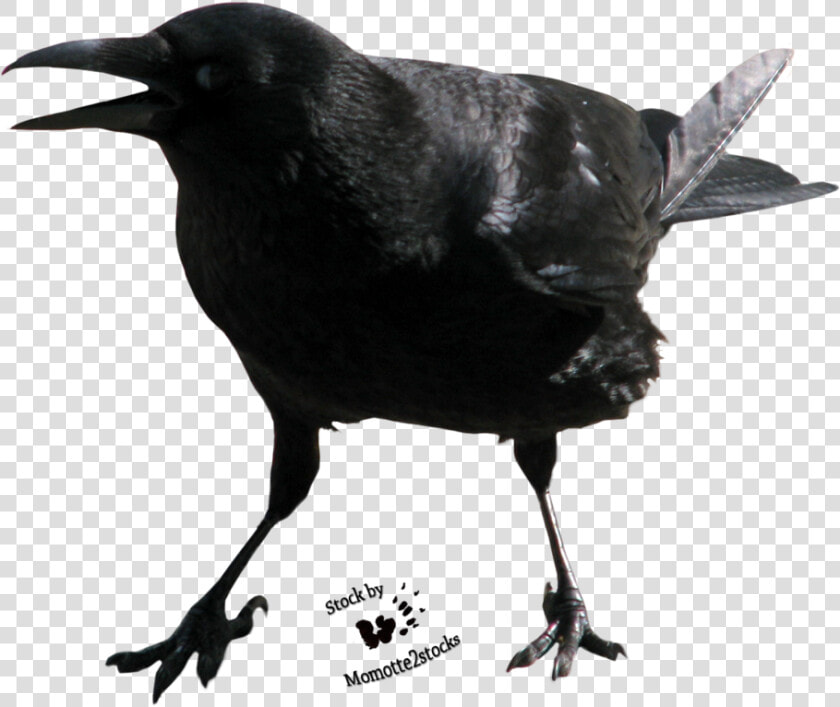 Crow Free Png Image   Crow Face Transparent  Png DownloadTransparent PNG