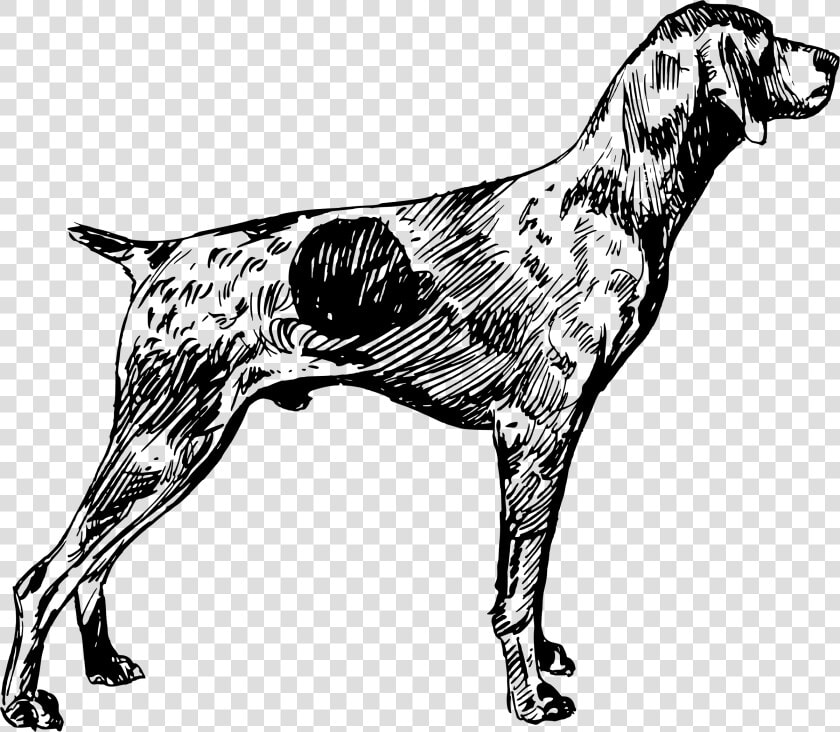 German Shorthaired Pointer German Wirehaired Pointer   German Shorthaired Pointer Clip Art  HD Png DownloadTransparent PNG