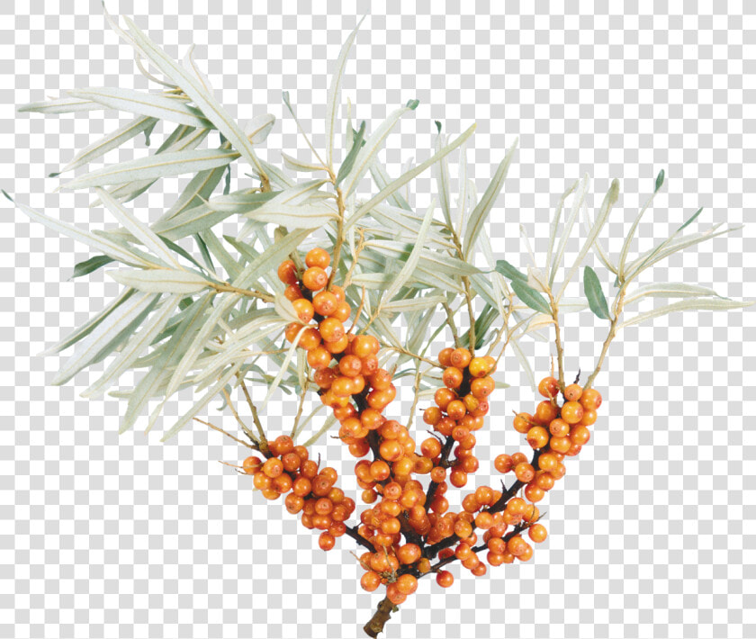 Sea Buckthorn Png Free Download   Обліпиха Пнг  Transparent PngTransparent PNG