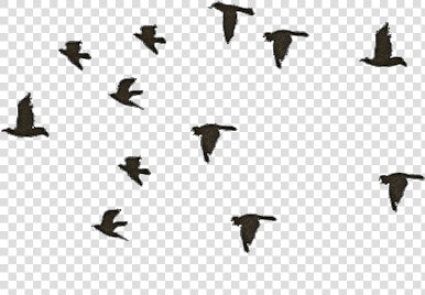 Black Bird Flying Gif   Birds Flying Png Gif  Transparent PngTransparent PNG