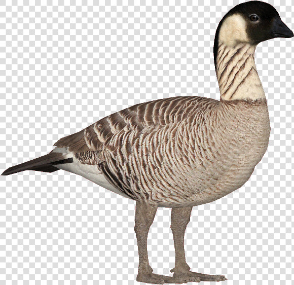 Nene Goose   Nene Goose Clipart  HD Png DownloadTransparent PNG