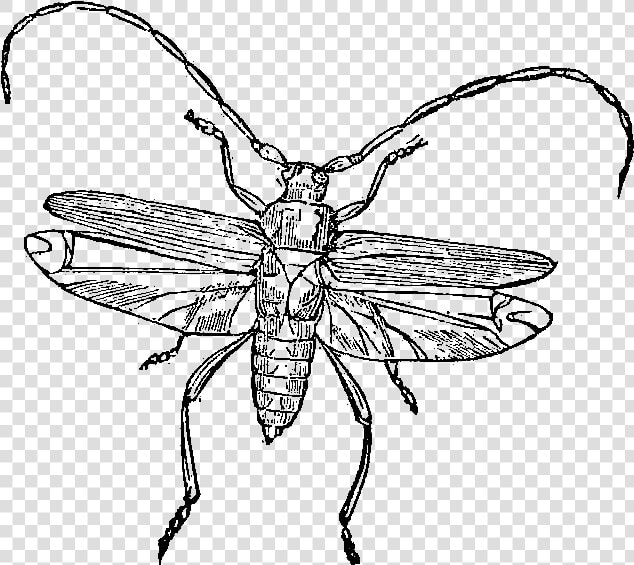 Net winged Insects  HD Png DownloadTransparent PNG