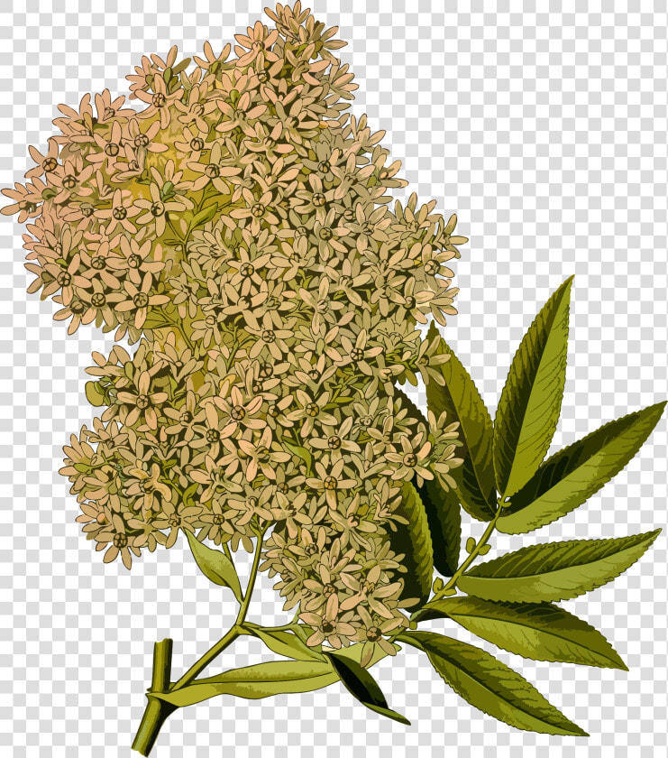 African Redwood   Hagenia Abyssinica  HD Png DownloadTransparent PNG