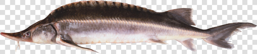 Chinese Sturgeon  HD Png DownloadTransparent PNG