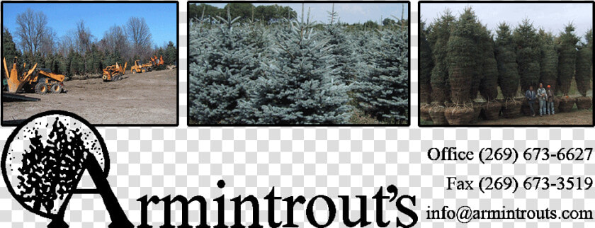 Coniferous Evergreen Tree Farm In Michigan Midwest   Armintrout  39 s Nursery  HD Png DownloadTransparent PNG