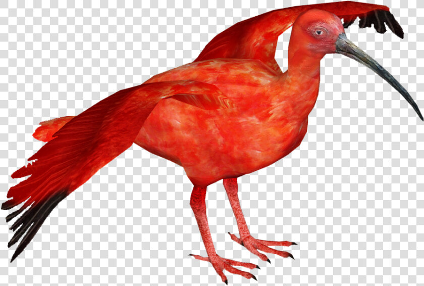 Thumb Image   Scarlet Ibis Bird Png  Transparent PngTransparent PNG