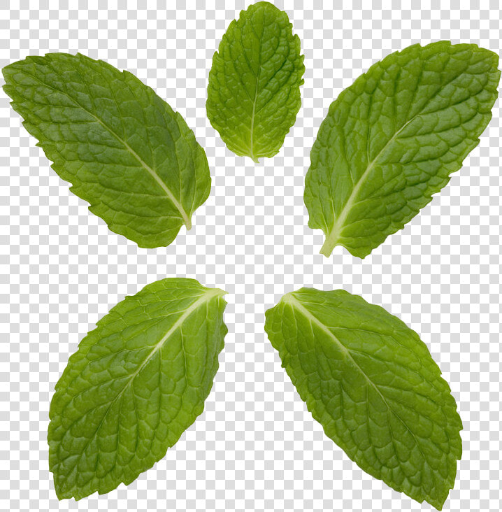 Peppermint Transparent Background   Mint And Curry Leaf  HD Png DownloadTransparent PNG