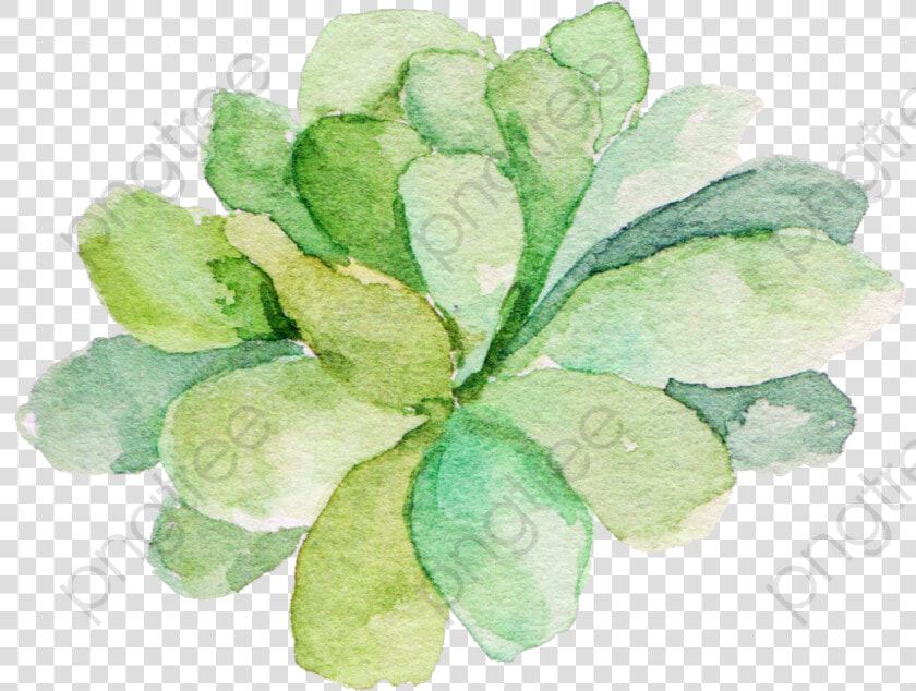 Green Watercolor Succulents Clipart   Border Watercolor Succulent Clipart Free  HD Png DownloadTransparent PNG