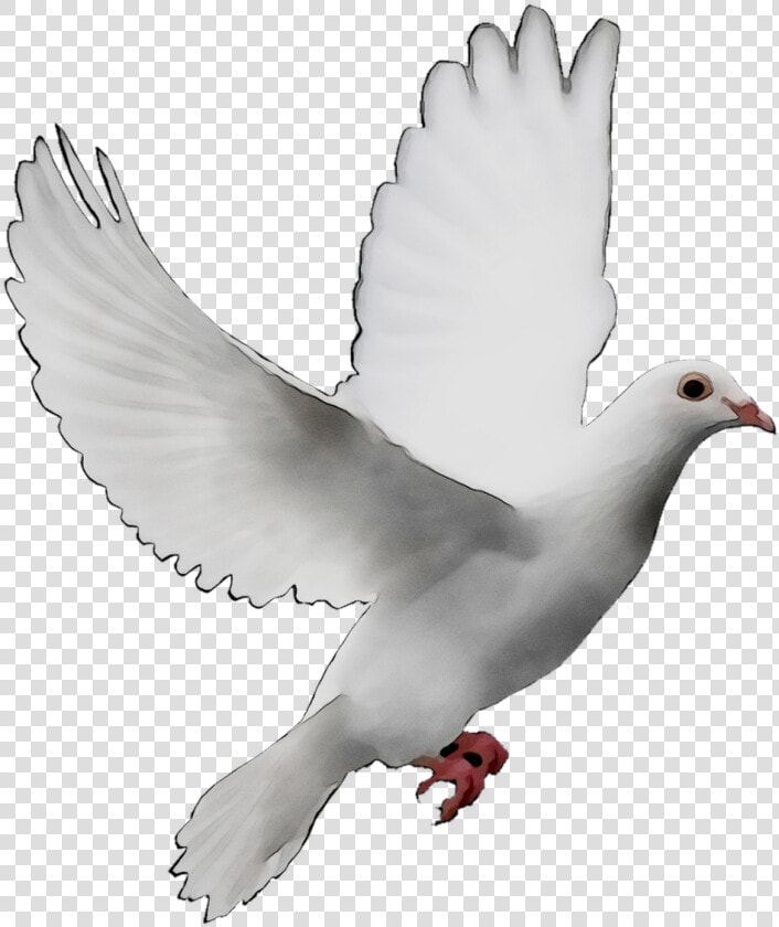 Pigeons And Doves Doves As Symbols Release Dove Peace   Transparent Background Dove Png  Png DownloadTransparent PNG