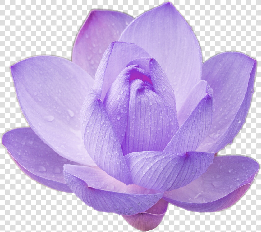 Purple Lotus Png Lotus Flower Cool Nature Png For Your   Transparent Purple Lotus Flowers  Png DownloadTransparent PNG