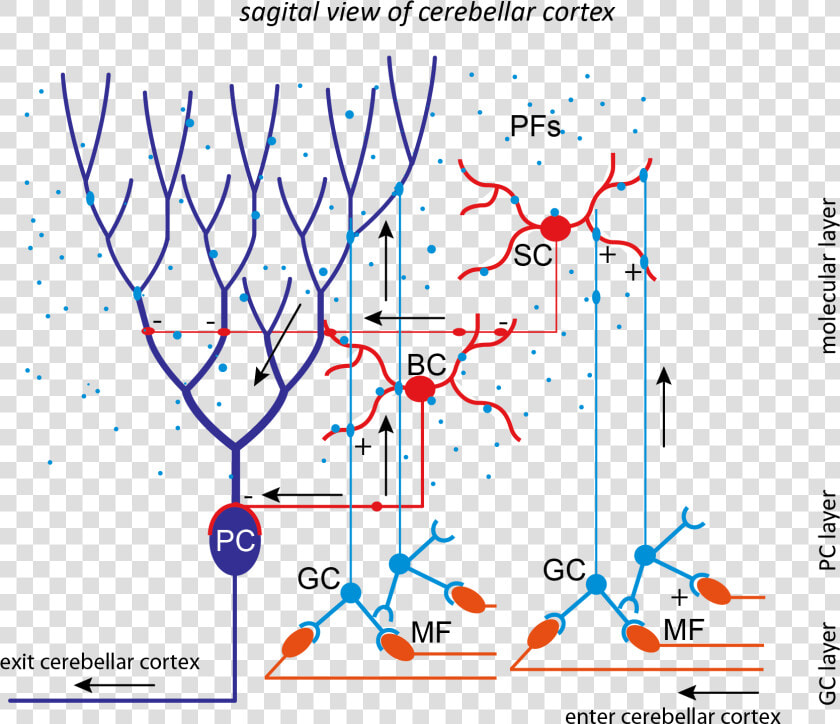 Cerebellum Neural Network  HD Png DownloadTransparent PNG