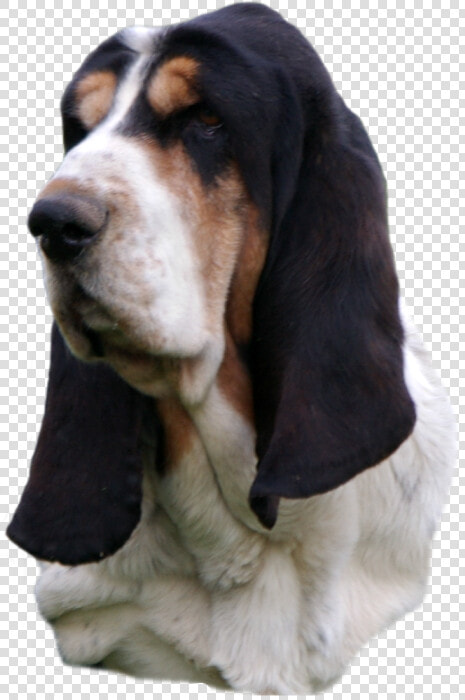 Basset Hound Head Study  Black Nose Sailor Maintain   Basset Hound Head Png  Transparent PngTransparent PNG