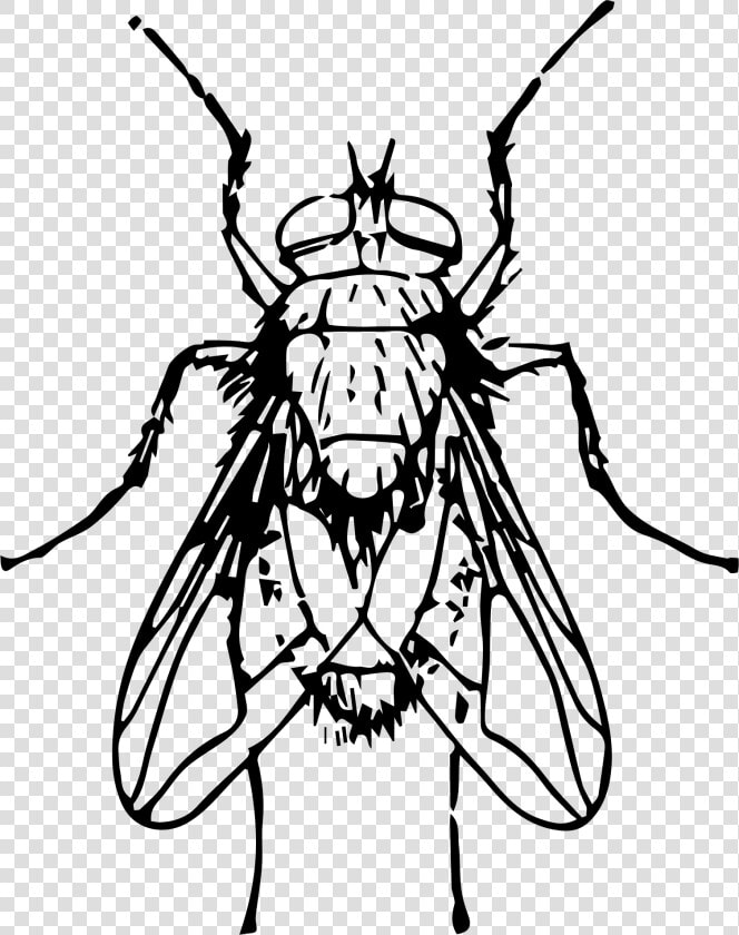 Blow Fly Clip Arts   Blow Fly Clip Art  HD Png DownloadTransparent PNG