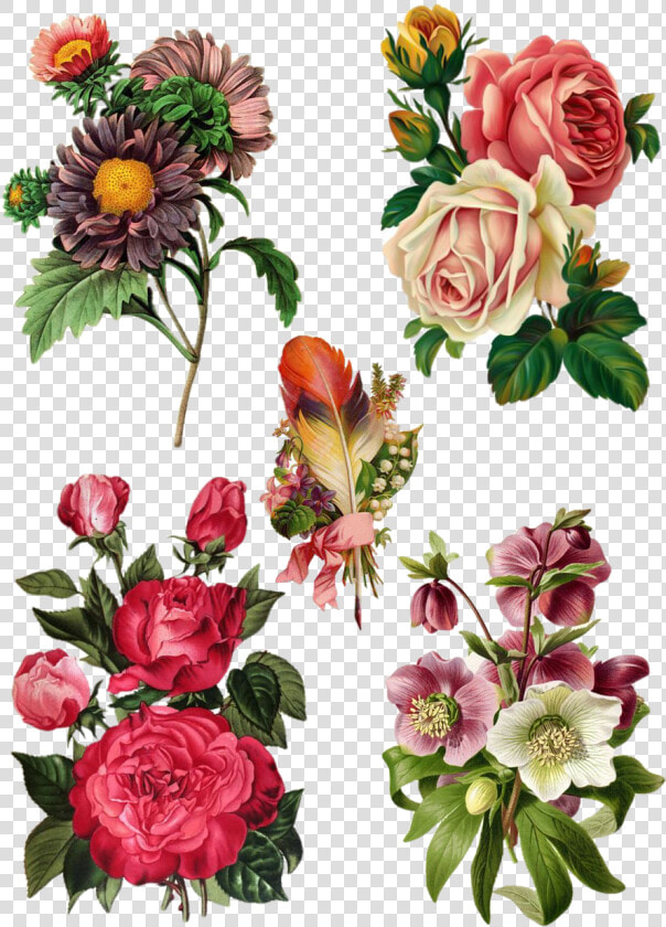 Botanical Paintings Of Hellebores  HD Png DownloadTransparent PNG