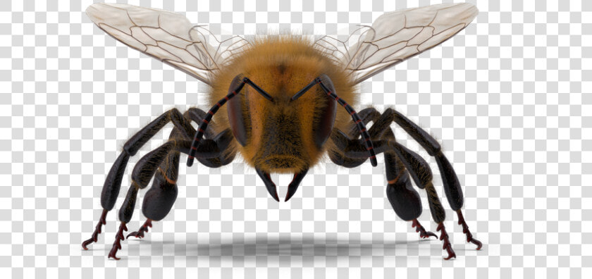 Honeybee  HD Png DownloadTransparent PNG