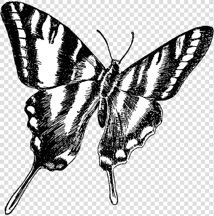 Butterfly  Vintage  Drawing  Transparent  Background   Zebra Swallowtail Butterfly Clip Art  HD Png DownloadTransparent PNG