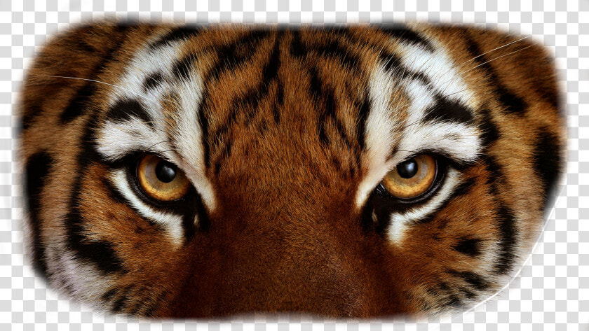 Tiger Eyes Png   Close Up Tiger Eyes  Transparent PngTransparent PNG