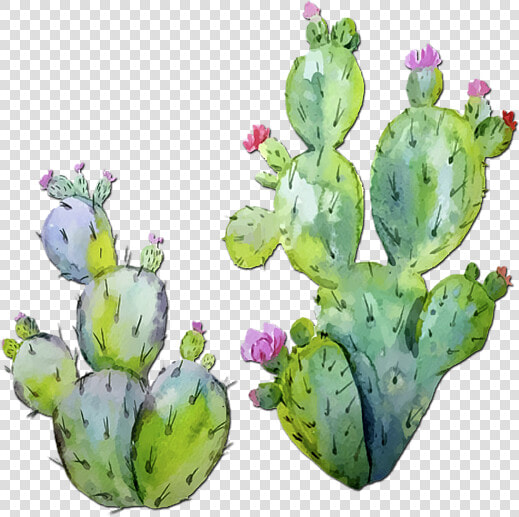 Prickly Pear Cactus Watercolor  HD Png DownloadTransparent PNG