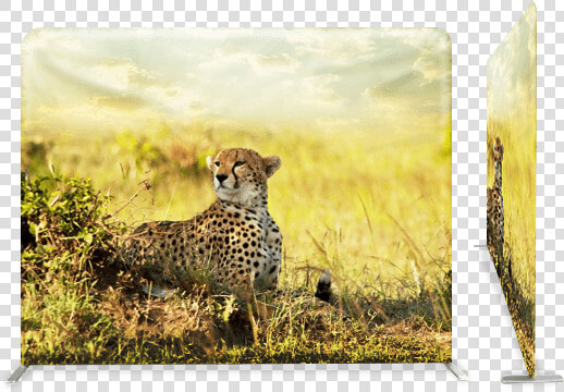 Cheetahs In The Savanna  HD Png DownloadTransparent PNG