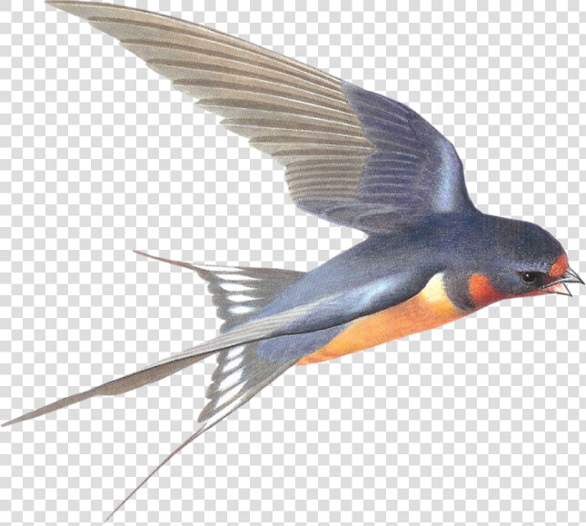 Transparent Swallows Clipart   Swallow Bird Transparent Background  HD Png DownloadTransparent PNG