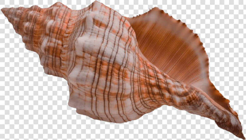 Conch Shell Png  Transparent PngTransparent PNG