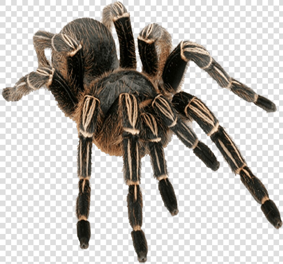 Zebra Tarantula Transparent Background Spider   Tarantula Zebra  HD Png DownloadTransparent PNG