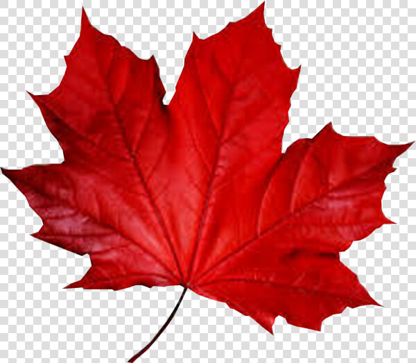 Maple Leaf Smule Autumn   Fall Red Leaf Png  Transparent PngTransparent PNG